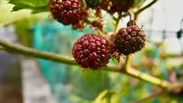 免费下载 Blackberry Bay Fruit - 可使用 GIMP 在线图像编辑器编辑的免费照片或图片