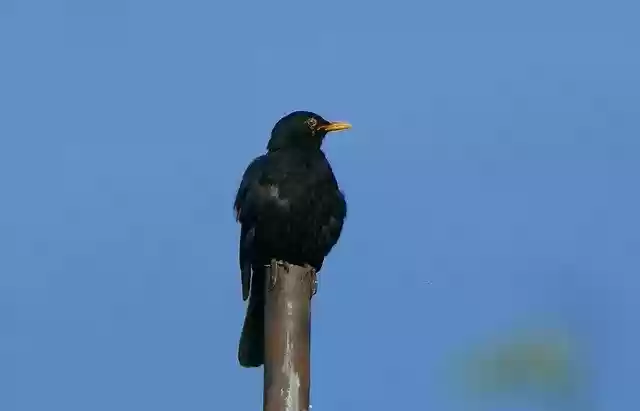 Free download Blackbird Nature Close Up -  free photo or picture to be edited with GIMP online image editor