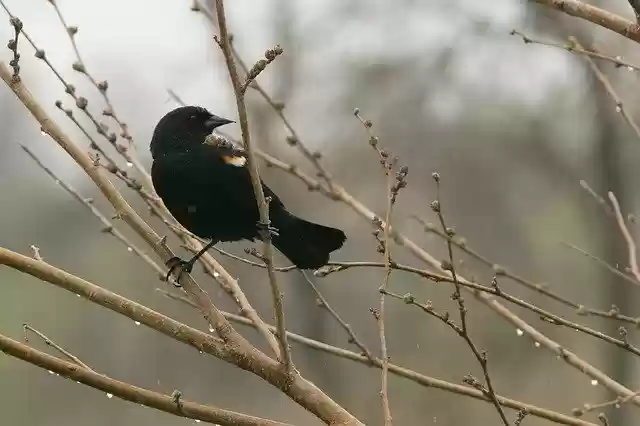 Téléchargement gratuit du modèle de photo gratuit Blackbird Redwing Bird à éditer avec l'éditeur d'images en ligne GIMP