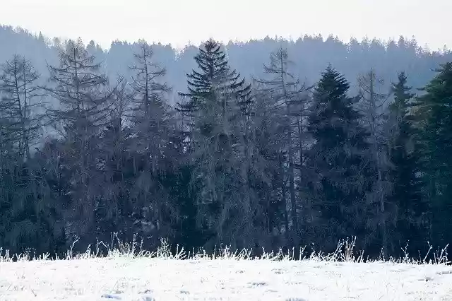 Muat turun percuma templat foto percuma Black Forest Nature untuk diedit dengan editor imej dalam talian GIMP