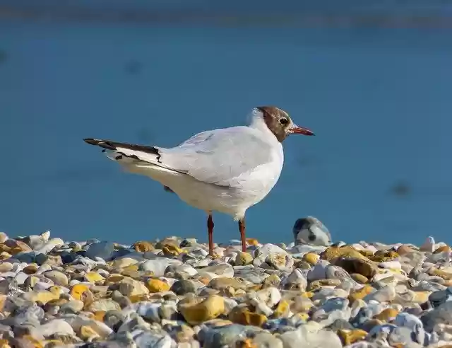 Free download Black-Headed Gull Bird Seabird -  free photo or picture to be edited with GIMP online image editor