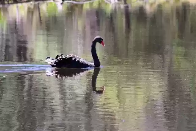 Free download Black Swan Bird Australia free photo template to be edited with GIMP online image editor