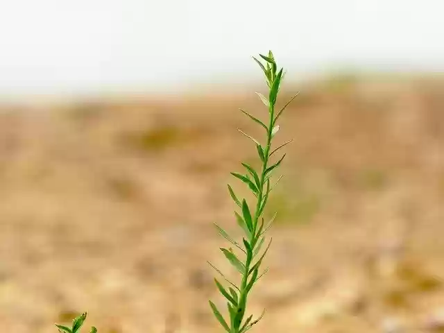 Free download Blade Of Grass Green Nature -  free photo or picture to be edited with GIMP online image editor