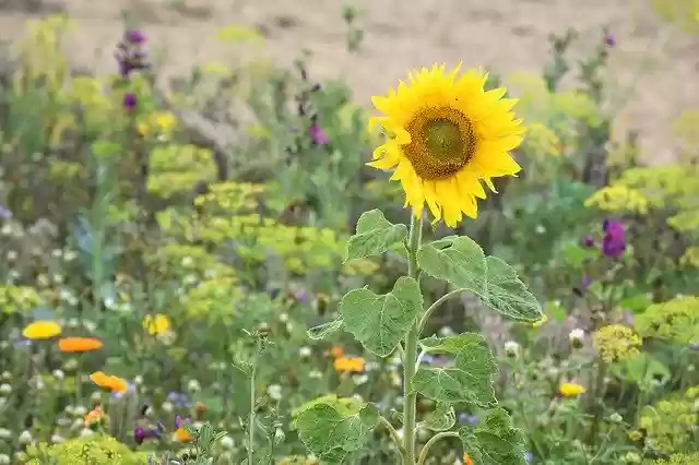 Muat turun percuma Blührandstreifen Sunflower Bee - foto atau gambar percuma untuk diedit dengan editor imej dalam talian GIMP