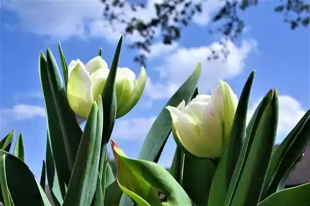 Free download Bloemengroet Merry Tulip White -  free photo or picture to be edited with GIMP online image editor