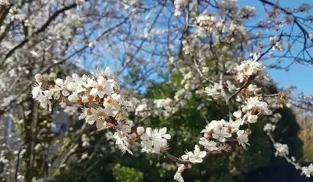 Free download Blood Plum Garden Tree -  free photo or picture to be edited with GIMP online image editor