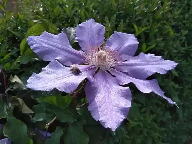 免费下载 Blossom Bloom Clematis - 使用 GIMP 在线图像编辑器编辑的免费照片或图片