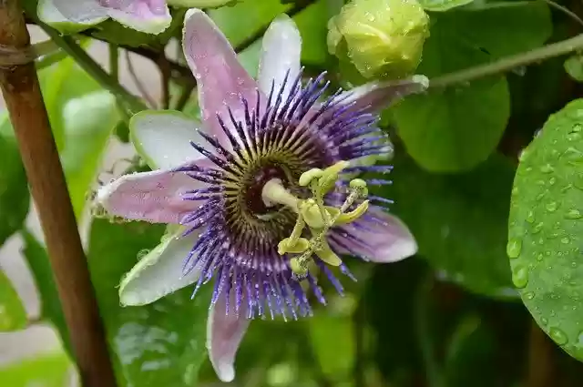 免费下载 Blossom Bloom Flora 免费照片模板，可使用 GIMP 在线图像编辑器进行编辑