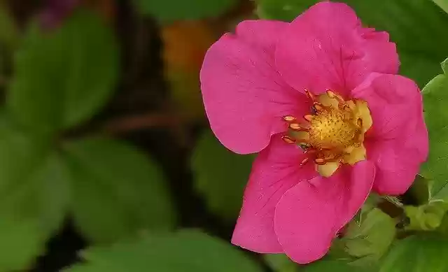 免费下载 Blossom Bloom Strawberry - 使用 GIMP 在线图像编辑器编辑的免费照片或图片