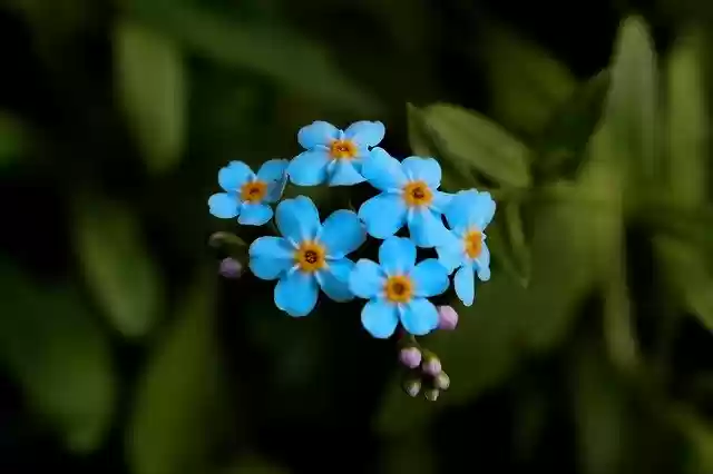 ດາວ​ໂຫຼດ​ຟຣີ Blue Flowers - ຮູບ​ພາບ​ຟຣີ​ຫຼື​ຮູບ​ພາບ​ທີ່​ຈະ​ໄດ້​ຮັບ​ການ​ແກ້​ໄຂ​ກັບ GIMP ອອນ​ໄລ​ນ​໌​ບັນ​ນາ​ທິ​ການ​ຮູບ​ພາບ​