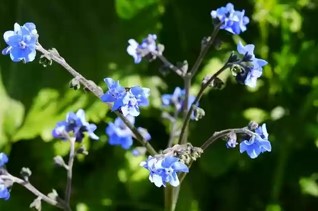 Free download Blue Flowers Nature -  free photo or picture to be edited with GIMP online image editor