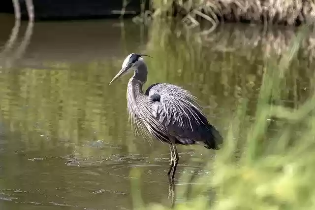 Free download Blue Heron Bird -  free photo or picture to be edited with GIMP online image editor