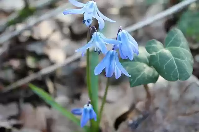 ດາວ​ໂຫຼດ​ຟຣີ Blue Star Scilla Early Bloomer - ຮູບ​ພາບ​ຟຣີ​ຫຼື​ຮູບ​ພາບ​ທີ່​ຈະ​ໄດ້​ຮັບ​ການ​ແກ້​ໄຂ​ກັບ GIMP ອອນ​ໄລ​ນ​໌​ບັນ​ນາ​ທິ​ການ​ຮູບ​ພາບ