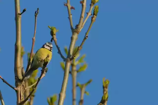 Free download blue tit spring time background free picture to be edited with GIMP free online image editor