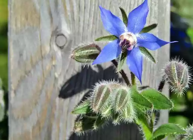 Free download Borage Star Flower Cucumber Herb -  free free photo or picture to be edited with GIMP online image editor