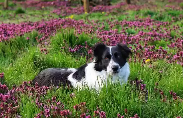 Scarica gratis l'immagine gratis del cane da compagnia del cane di border collie da modificare con l'editor di immagini online gratuito di GIMP