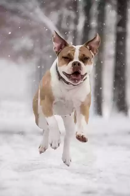 Free download boxer dog snow snowing pet animal free picture to be edited with GIMP free online image editor