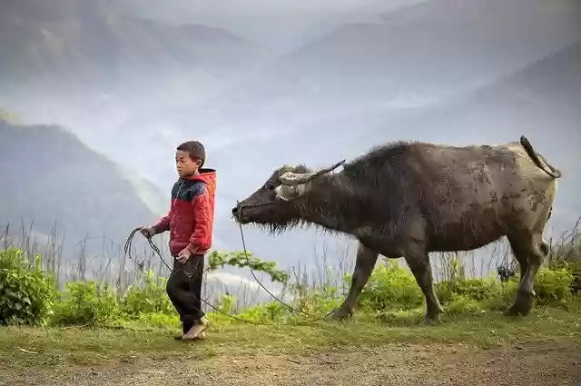 Free download boy buffalo herder ha giang vietnam free picture to be edited with GIMP free online image editor