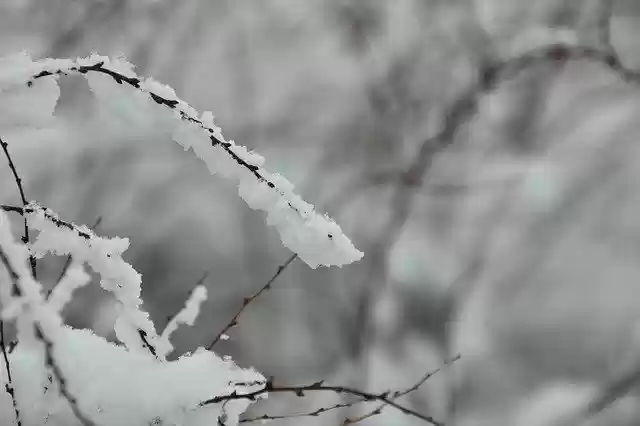 Безкоштовно завантажте безкоштовний шаблон фотографій Branch Winter Nature для редагування в онлайн-редакторі зображень GIMP