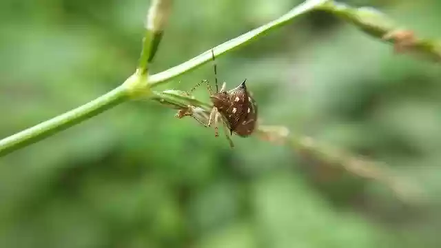 免费下载 Bug Insect Nature - 免费免费照片或图片可使用 GIMP 在线图像编辑器进行编辑