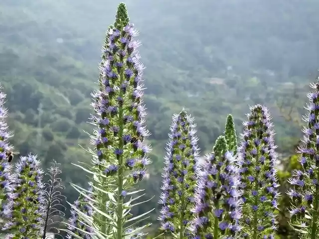 免费下载 bugloss echium webbii 免费图片以使用 GIMP 免费在线图像编辑器进行编辑