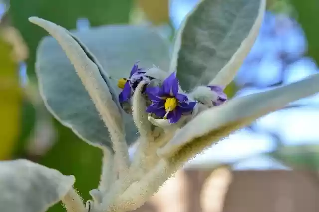 Free download Bugweed Solanum Mauritianum -  free photo or picture to be edited with GIMP online image editor