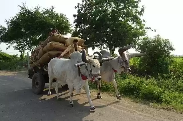 Muat turun percuma kereta lembu lembu kankrej gambar percuma untuk diedit dengan editor imej dalam talian percuma GIMP