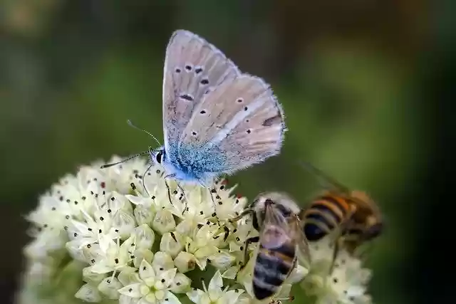 Free download butterfly blue butterfly bees free picture to be edited with GIMP free online image editor