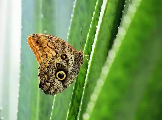 Free download Butterfly Detail Cactus -  free photo or picture to be edited with GIMP online image editor