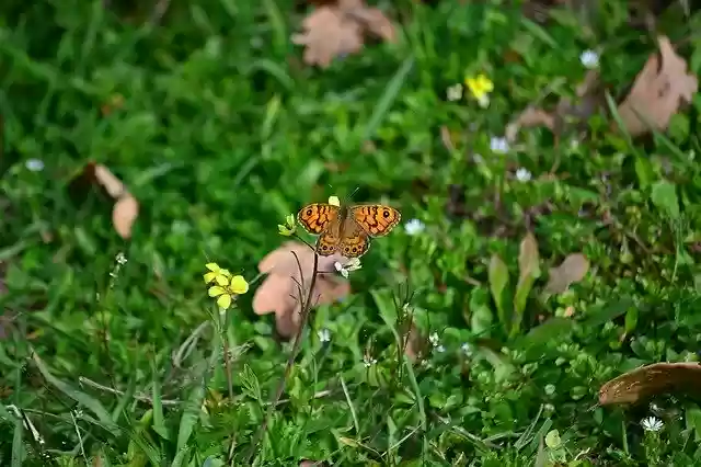 Free download Butterfly Flower Green -  free photo or picture to be edited with GIMP online image editor