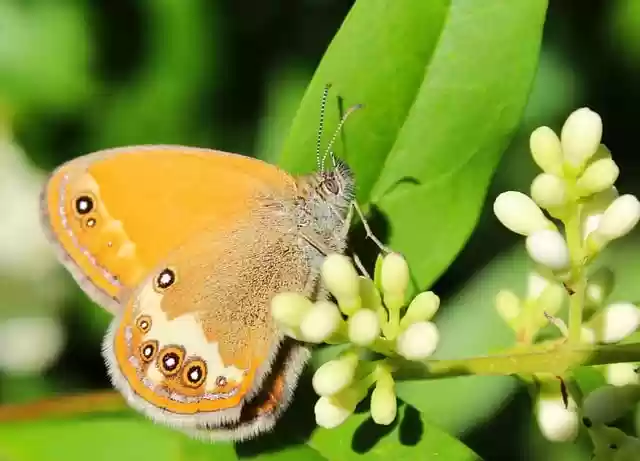 Free download butterfly flower pollination garden free picture to be edited with GIMP free online image editor