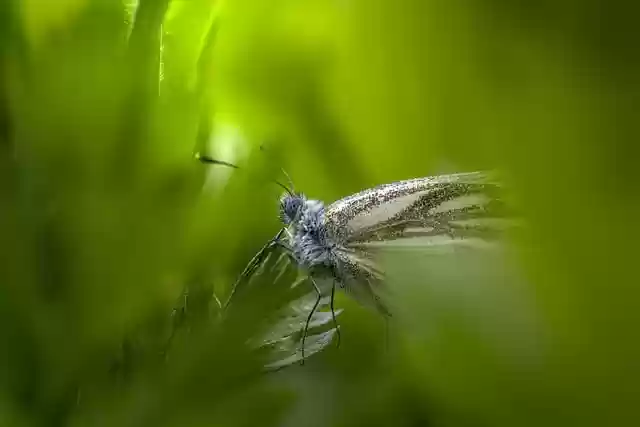 Free download butterfly green veined white free picture to be edited with GIMP free online image editor