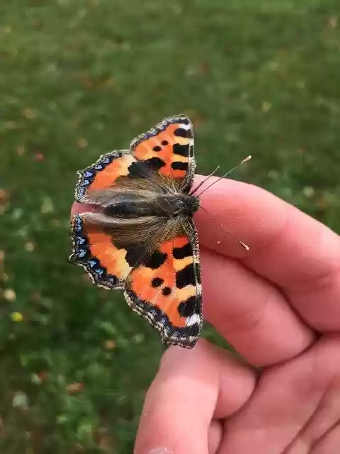 Free download Butterfly Hand Moth -  free photo or picture to be edited with GIMP online image editor