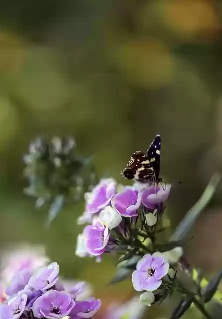 Free download butterfly insect flower phlox free picture to be edited with GIMP free online image editor