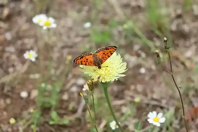 Free download butterfly insect nectar forager free picture to be edited with GIMP free online image editor