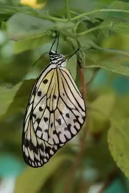 تنزيل مجاني لـ Butterfly Insect Wings In The - صورة أو صورة مجانية لتحريرها باستخدام محرر الصور عبر الإنترنت GIMP