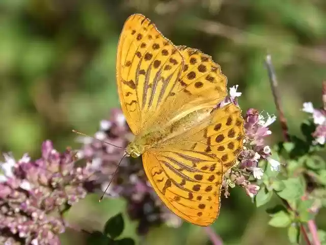 Free download Butterfly Melitaea Deione Damer -  free photo or picture to be edited with GIMP online image editor