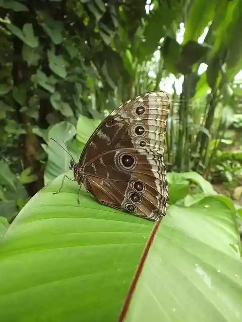 Free download Butterfly Nature Insect free photo template to be edited with GIMP online image editor