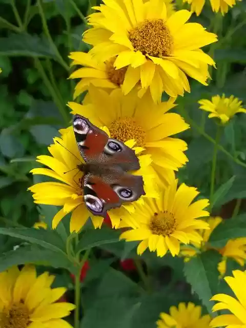 Free download Butterfly Sonchus Oleraceus Garden -  free photo or picture to be edited with GIMP online image editor