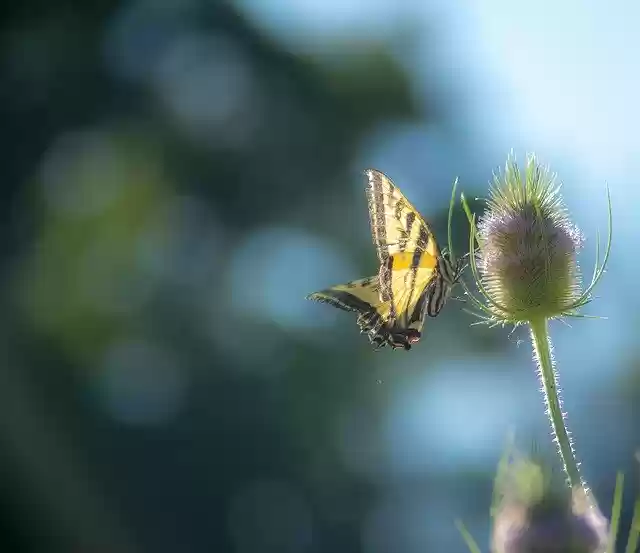 Ücretsiz indir Butterfly Summer Thistle - GIMP çevrimiçi resim düzenleyici ile düzenlenecek ücretsiz fotoğraf veya resim