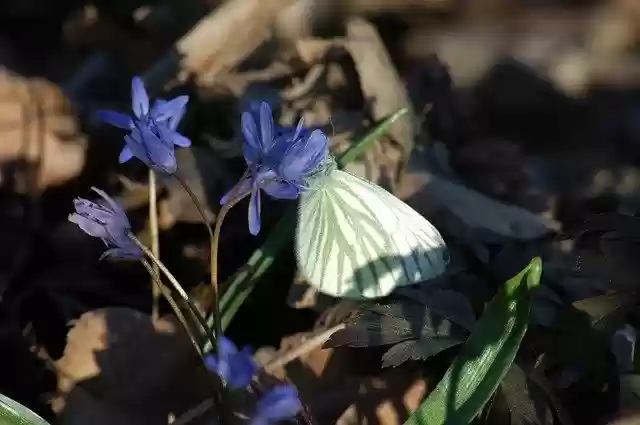 Free download Butterfly Underwood Flowers Scilla -  free photo or picture to be edited with GIMP online image editor