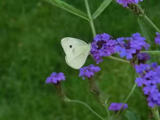 Free download Butterfly White Ling Blossom -  free photo or picture to be edited with GIMP online image editor