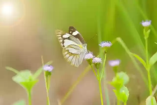 मुफ्त डाउनलोड बटरफ्लाई वाइल्ड लाइफ ग्रीन - जीआईएमपी ऑनलाइन छवि संपादक के साथ संपादित की जाने वाली मुफ्त तस्वीर या तस्वीर