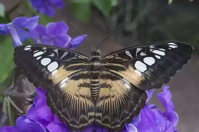 Free download Butterfly Wings Nature -  free photo or picture to be edited with GIMP online image editor