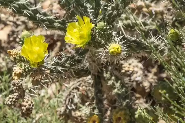 Free download Cactus Blooming Yellow -  free photo or picture to be edited with GIMP online image editor