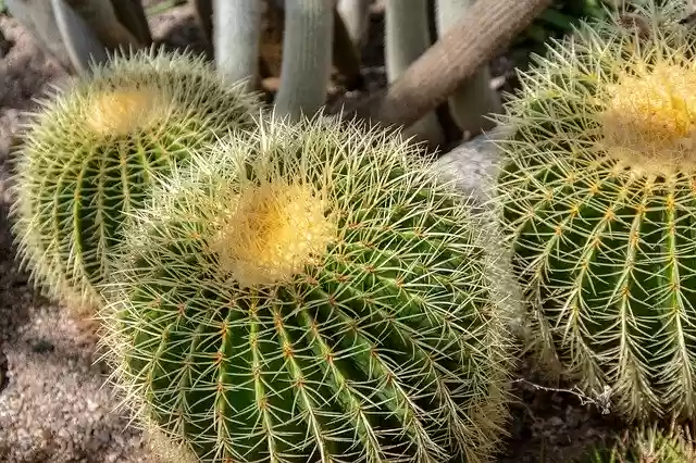 Descarga gratuita Cactus Greenhouse Botanical: foto o imagen gratuita para editar con el editor de imágenes en línea GIMP