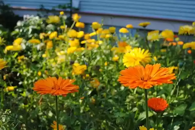 Free download Calendula Garden Flowers -  free photo or picture to be edited with GIMP online image editor