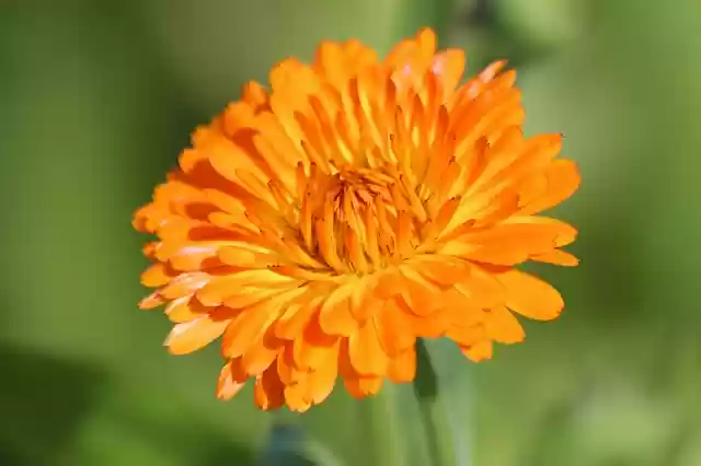 Free download calendula marigold flower summer free picture to be edited with GIMP free online image editor