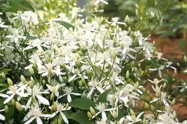 Free download California Fawn Lily Kerala -  free free photo or picture to be edited with GIMP online image editor