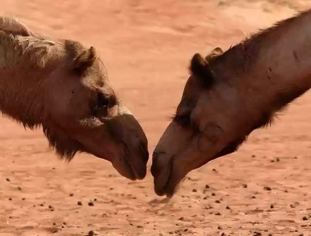 Free download Camel Desert Oman -  free photo or picture to be edited with GIMP online image editor